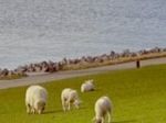 Barrierefrei Reisen Nordsee Urlaub auf dem Bauernhof Schafe